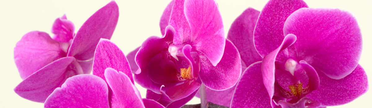 Bouton d'orchidées